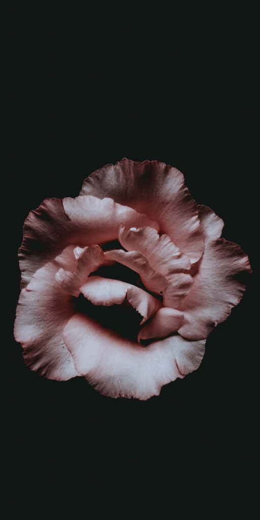Delicate Pink Rose Wallpaper: Intricate Petals on Black Background