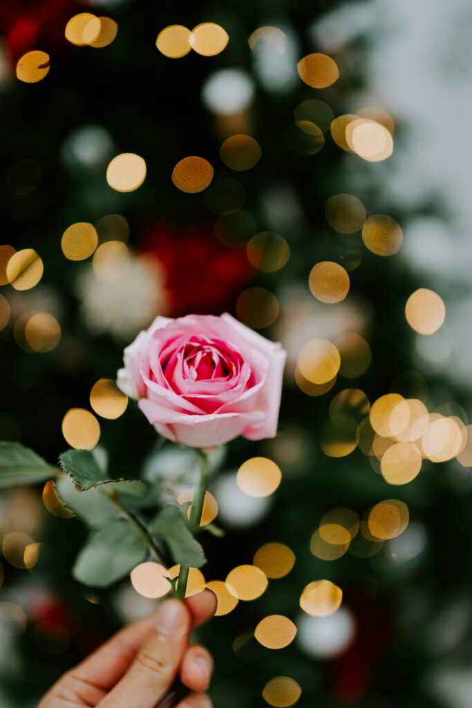 Delicate Pink Rose Wallpaper with Soft Bokeh Background