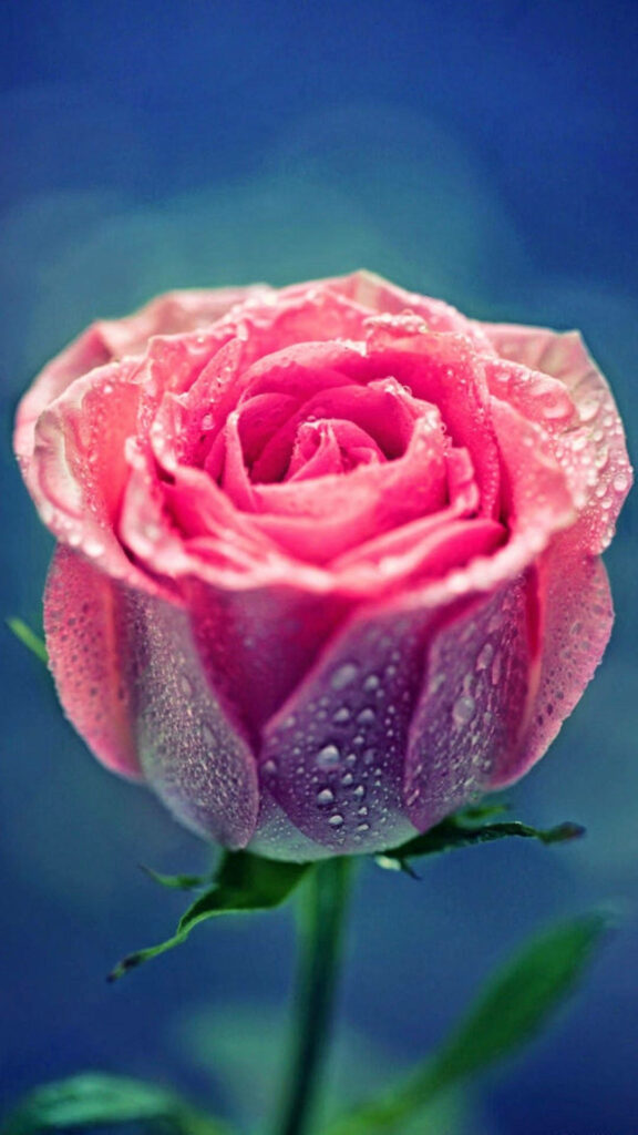 Delicate Pink Rose with Dewdrops on Soft Blue Background Wallpaper