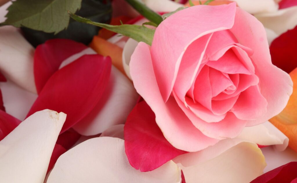 Delicate Pink Rose with Red and White Petals - Elegant Background Wallpaper