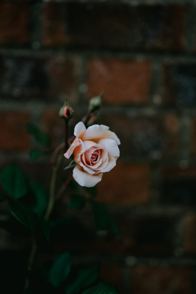 Delicate Pink Rose Wallpaper: Soft Petals & Blurred Brick Background
