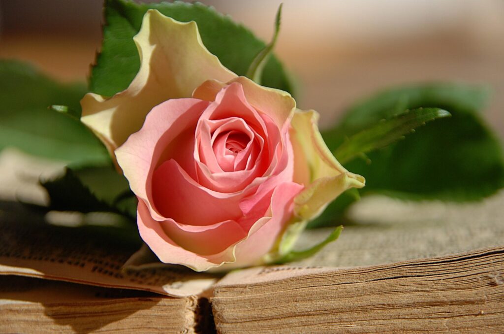 Delicate Pink Rose on Old Book: A Timeless Elegant Scene Wallpaper