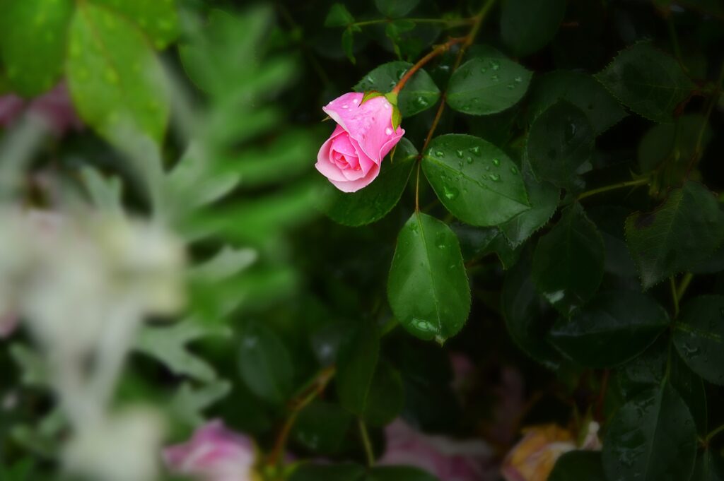Delicate Pink Rosebud with Water Droplets on Green Leafy Background Wallpaper