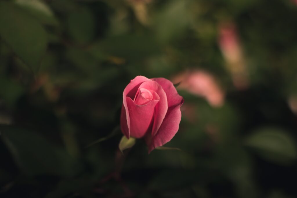 Delicate Pink Rosebud with Soft Green Background Wallpaper