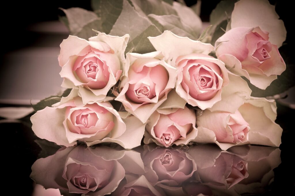 Elegant Pink Roses Wallpaper: Serene Bouquet Reflection Background