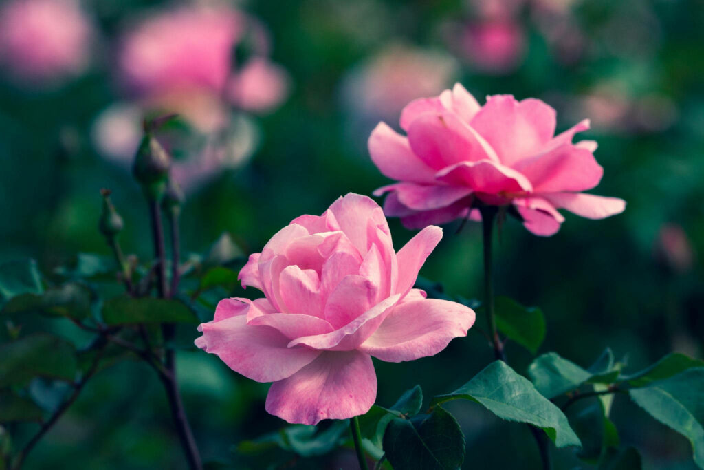Delicate Pink Roses in Bloom - Serene Garden Wallpaper Background