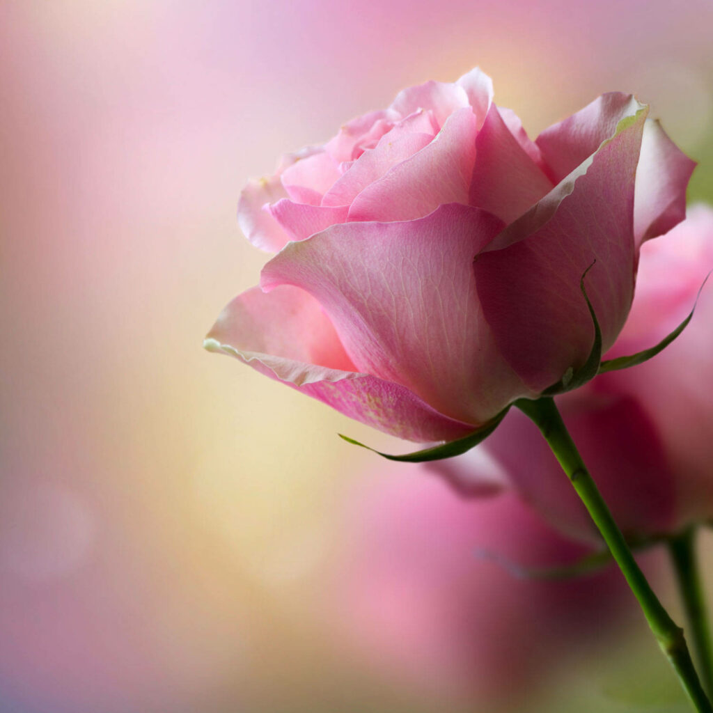 Serene Pink Roses Wallpaper: Pastel Background for a Romantic Desktop