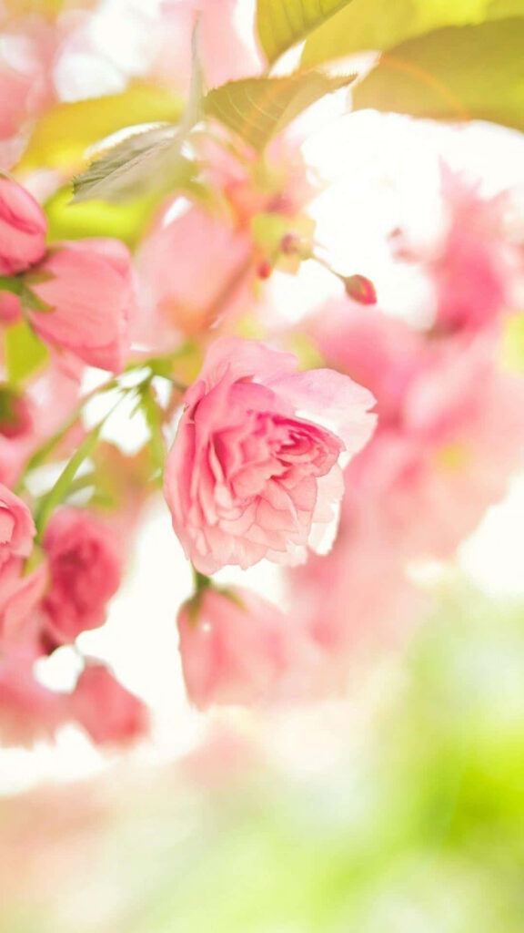 Delicate Pink Roses Wallpaper: Dreamy Springtime iPhone Background