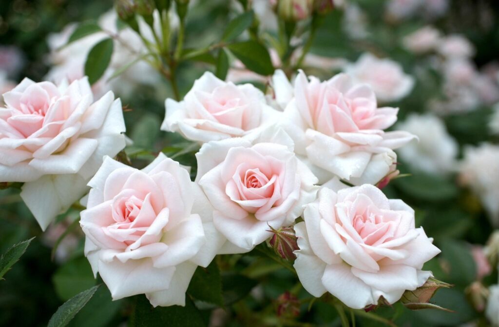 Delicate Light Pink Roses in Lush Green Garden - Stunning Wallpaper