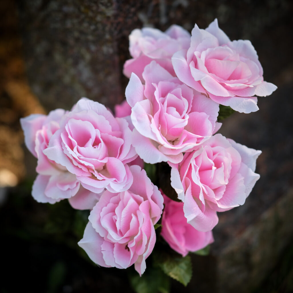 Delicate Pink Roses Wallpaper: Soft Petals & Blurred Background
