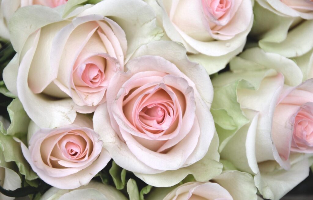 Delicate Pink Roses Wallpaper: Tender Close-Up Background Design