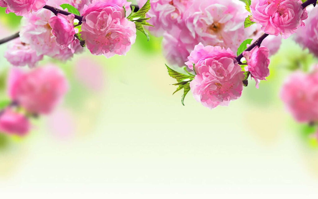 Pink Roses Wallpaper: Serene Springtime Floral Background