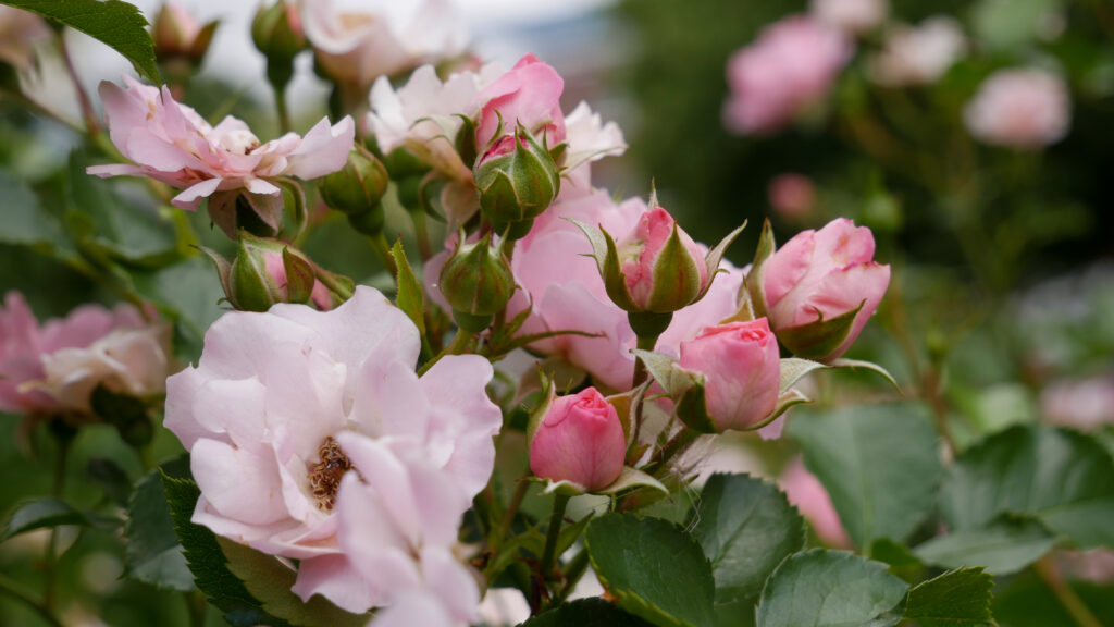 Delicate Pink Roses Wallpaper: Vibrant Blooms & Lush Green Leaves