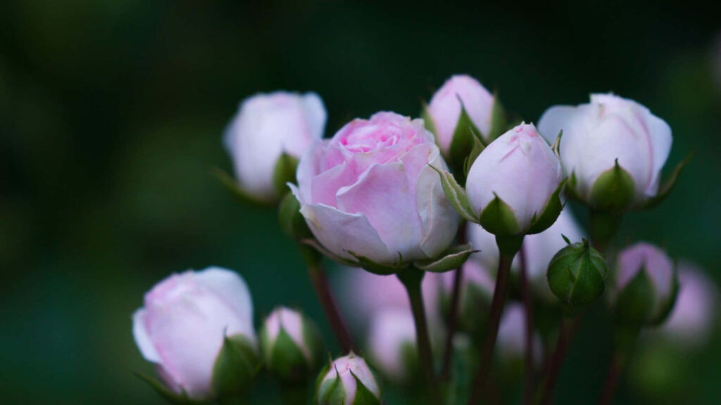Delicate Pink Roses on Lush Green Background - Serene Floral Wallpaper