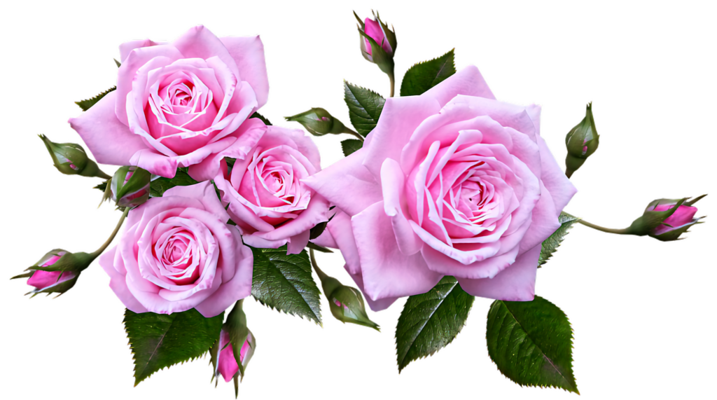 Delicate Pink Roses Wallpaper with Green Leaves on Transparent Background