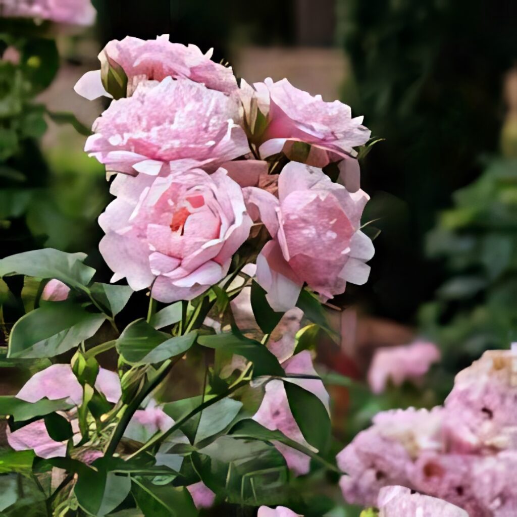 Delicate Pink Roses Wallpaper on Lush Green Background - Serene Decor