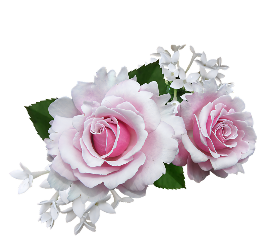 Delicate Pink Roses & White Flowers Wallpaper on Transparent Background