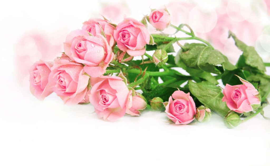 Delicate Pink Rose Bouquet Wallpaper with Dewdrops on White Background