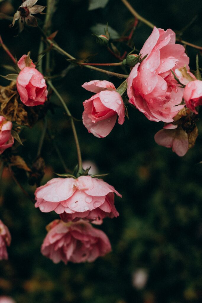 Delicate Pink Roses with Water Droplets - Lush Garden Background Wallpaper