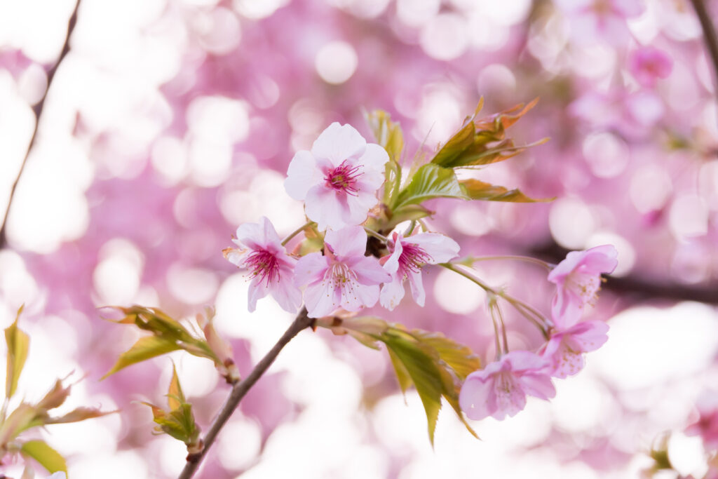 Delicate Pink Sakura Blossoms Close-Up - Soft Focus Background Wallpaper