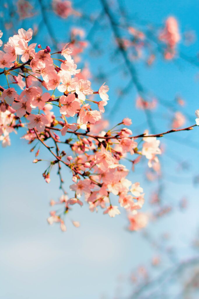 Delicate Pink Sakura Blossoms Against Blue Sky - Spring Background Wallpaper