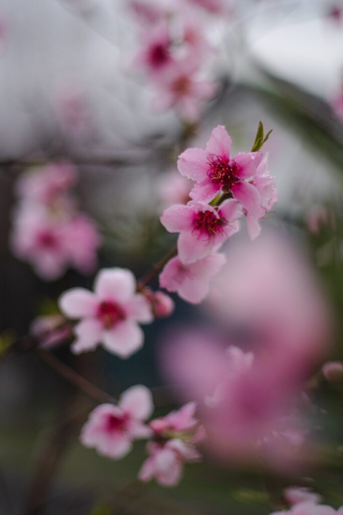 Close-Up Pink Sakura Flowers Wallpaper - Dreamy Floral Background