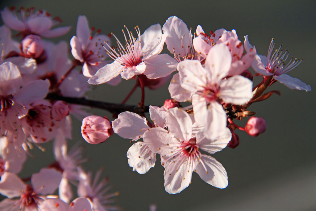 Close-Up of Delicate Pink Sakura Flowers - Serene Nature Background Wallpaper