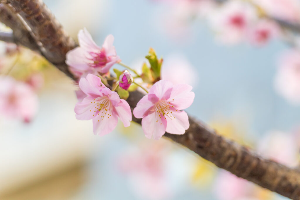 Delicate Pink Sakura Flowers Wallpaper – Serene Spring Background