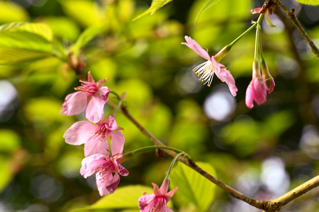 Serene Sakura Blossom Wallpaper: Spring's Delicate Beauty