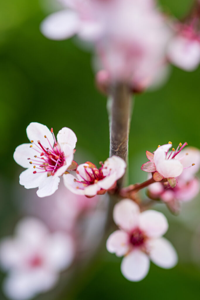 Close-Up of Blooming Pink Sakura Flowers - Spring Background Art Wallpaper