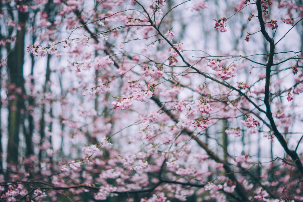 Delicate pink flowers blooming on slender branches with soft pastel hues and blurred trees background Wallpaper