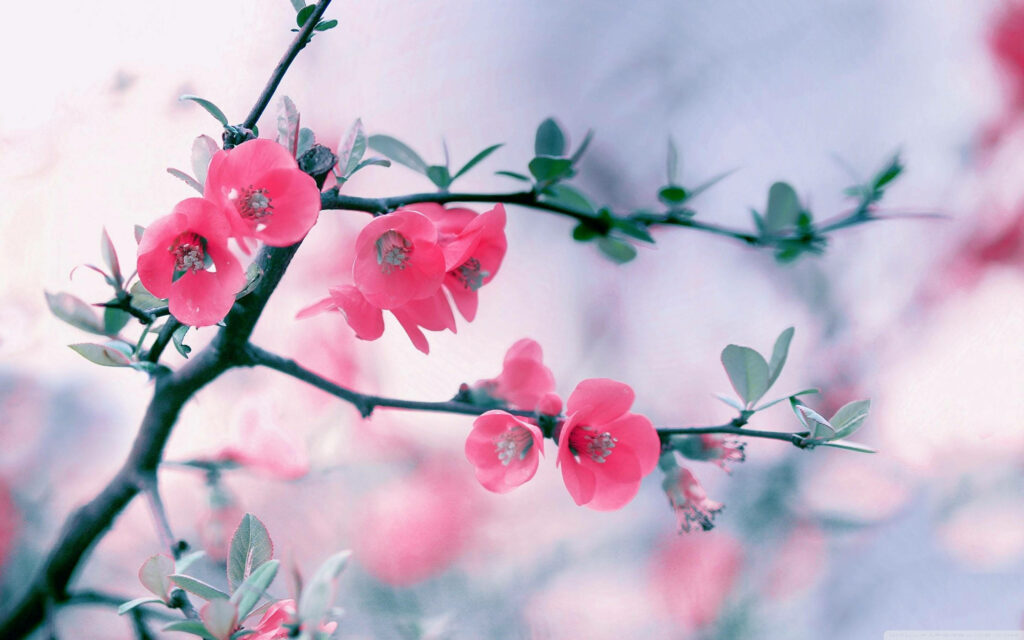 Delicate Pink Spring Flowers on Soft Blurred Background Wallpaper