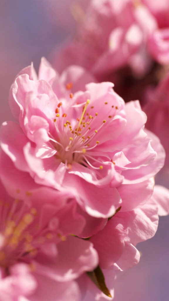 Delicate Pink Spring Flowers iPhone Wallpaper: Serene Bloom Background