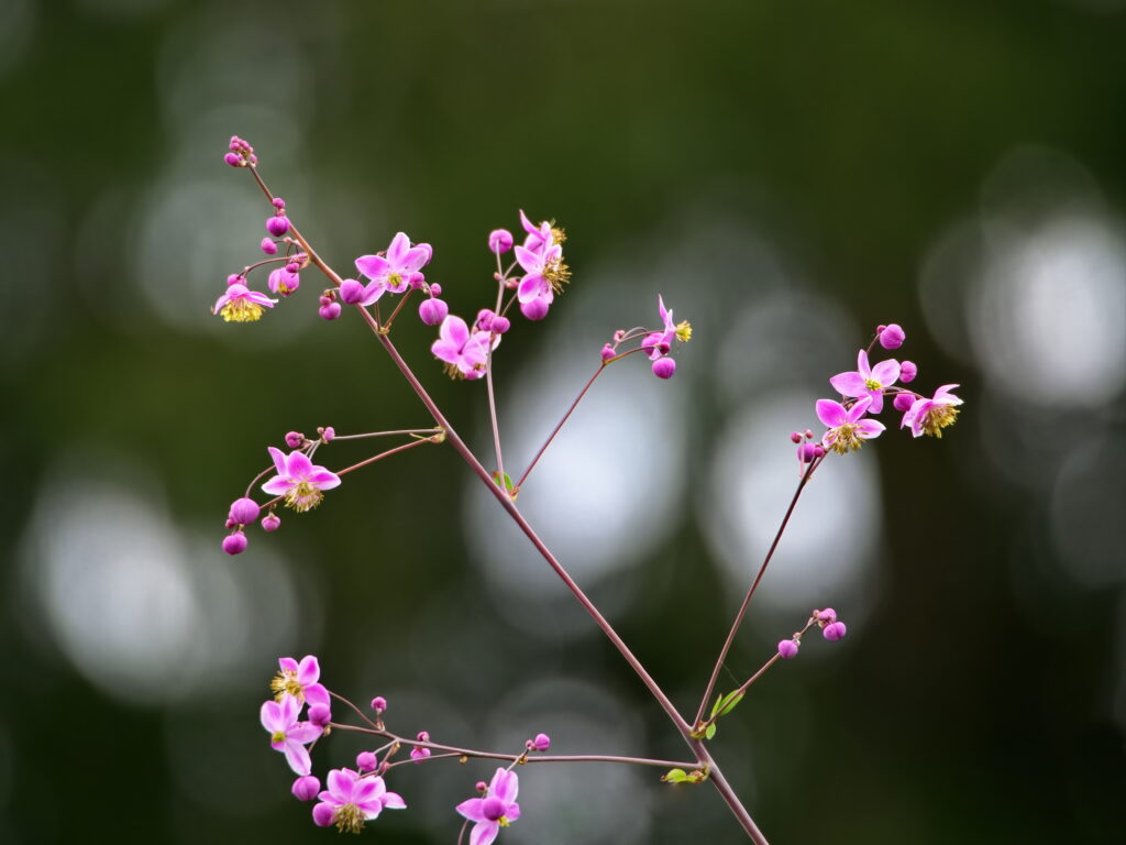 Delicate Pink Talinum Flowers on Soft Green Background Wallpaper