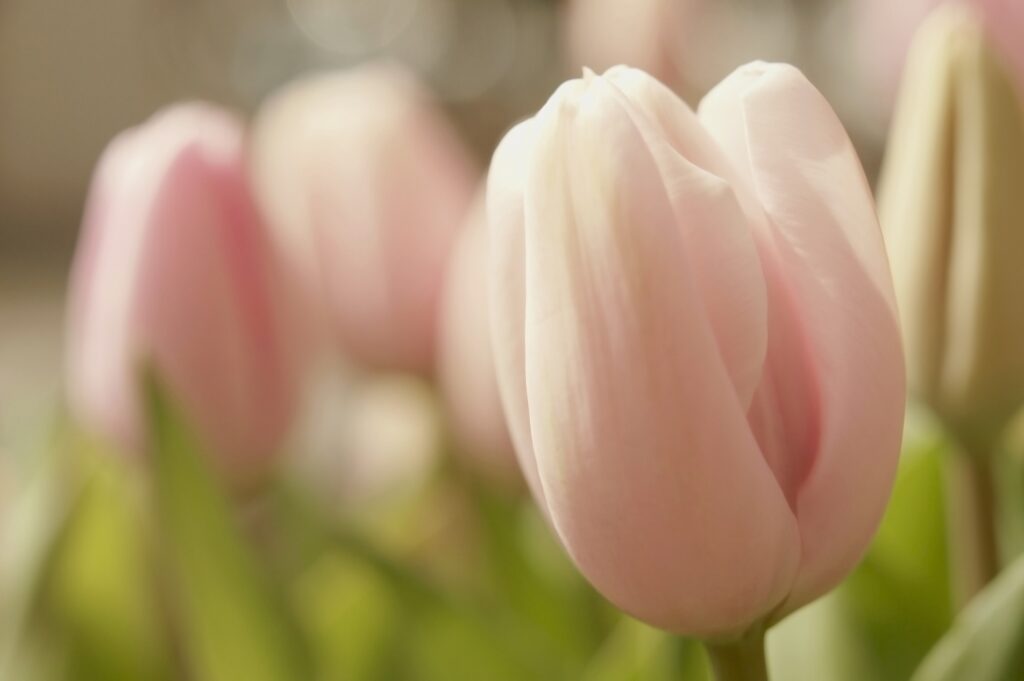 Soft Pink Tulips Wallpaper - Gentle Spring Background in Bloom