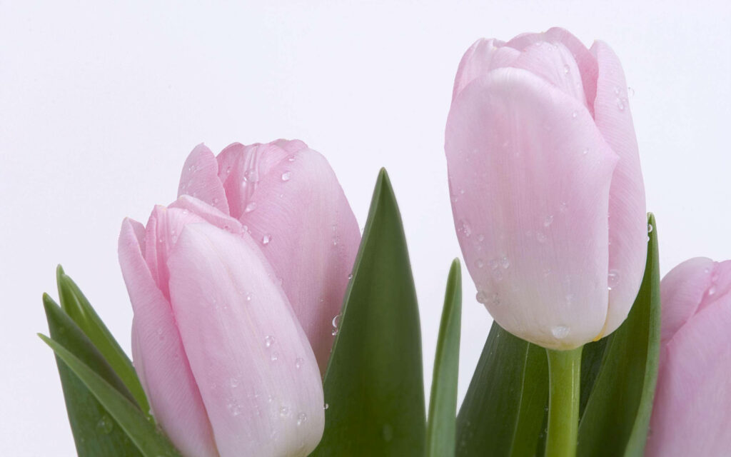 Delicate Pink Tulips with Dewdrops on Soft Background - Tranquil Wallpaper