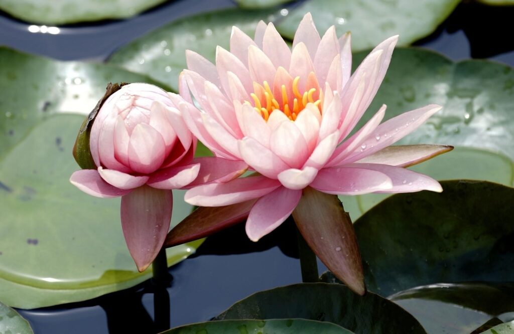 Delicate Pink Water Lilies on Serene Water Surface Background Wallpaper