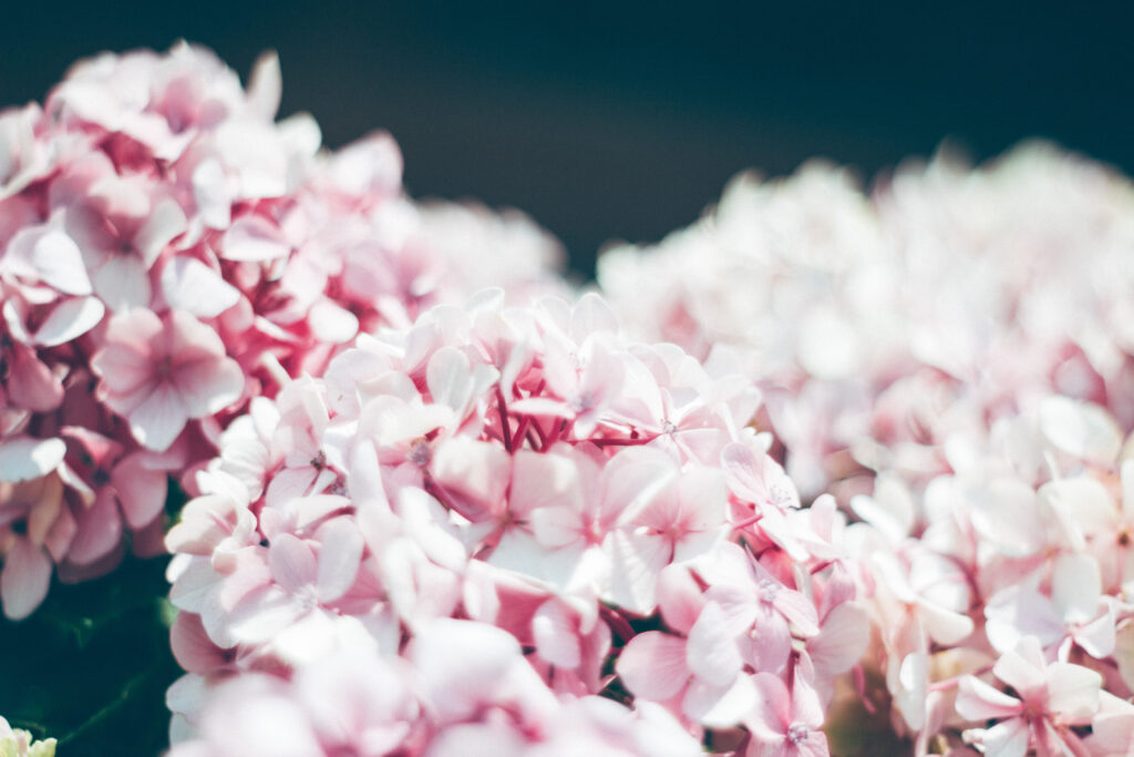 Close-Up Hydrangea Wallpaper: Soft Pink & White Floral Background