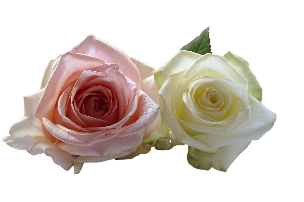 Delicate Pink & White Roses Wallpaper - Soft Colors & Natural Beauty