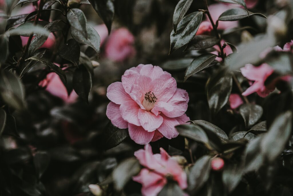 Delicate Pink Wild Rose Wallpaper: Tranquil Floral Background