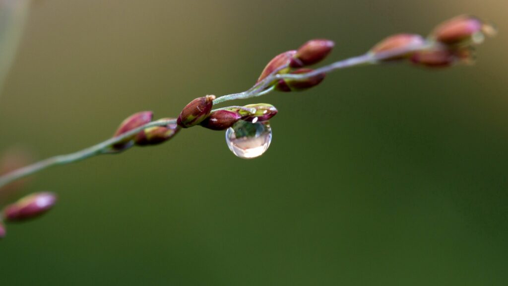 Delicate Plant Branch with Dew Drop: Soft Light Wallpaper Background