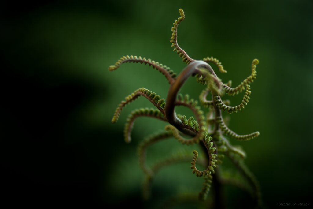 Delicate Plant Branches Wallpaper: Intricate Nature Close-Up Background