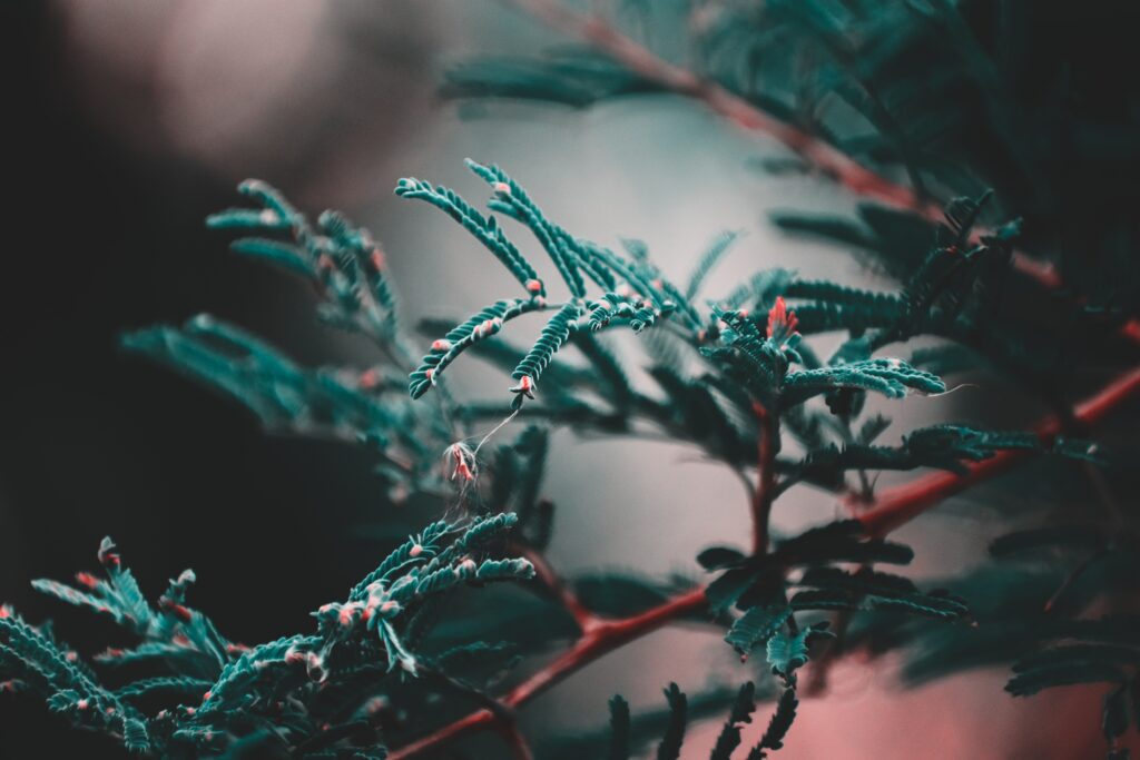 Delicate Green and Reddish Plant Branches Wallpaper Background