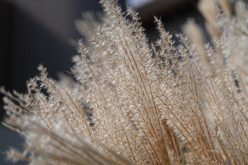 Close-Up Macro Wallpaper: Delicate Plant Ears in Serene Background