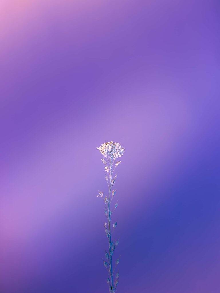 Serene Purple and Blue Gradient Background with Delicate Plant Wallpaper