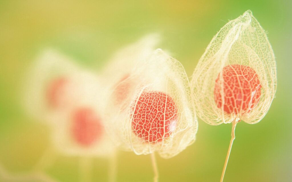 Vibrant Red Berries in Delicate Veils - Nature's Beauty Wallpaper