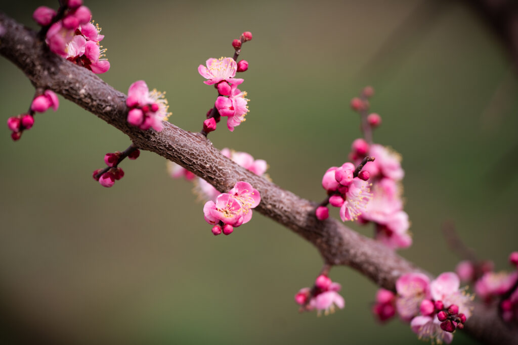 High-Resolution Plum Flowers Wallpaper: Vibrant Spring Blooms