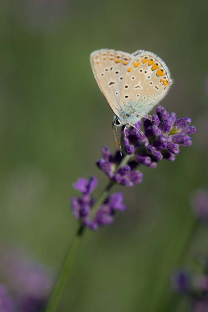 Delicate Polyommatus Butterfly on Lavender - Soft Blur Wallpaper