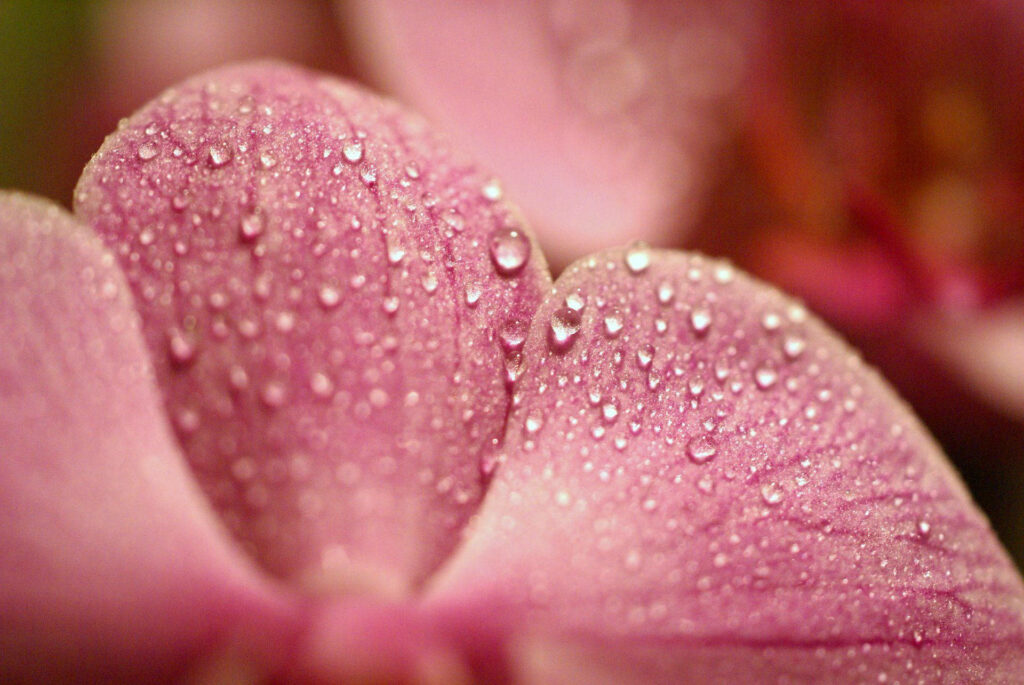 Close-Up Powder Pink Flower Wallpaper with Dewdrops and Textures