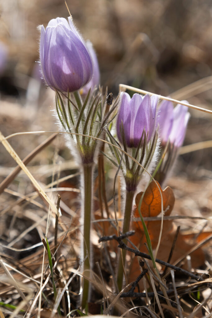 Purple Anemone Flowers in Nature: Spring Renewal Wallpaper